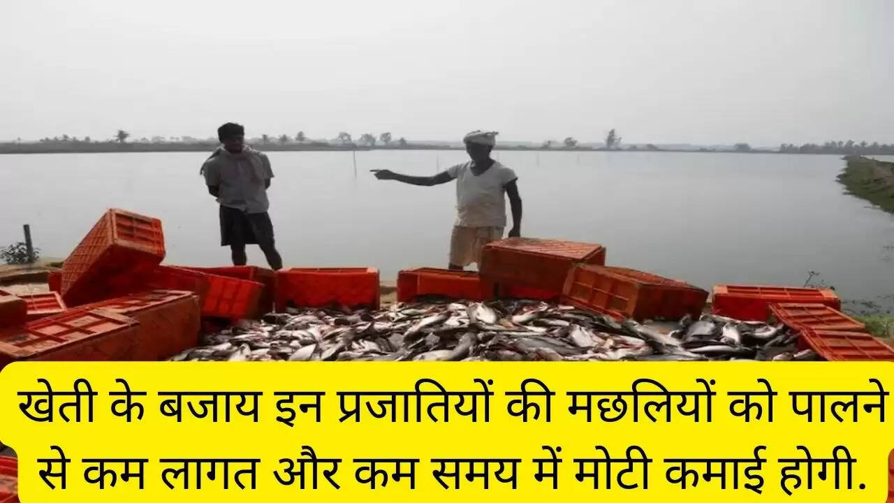 खेती के बजाय इन प्रजातियों की मछलियों को पालने से कम लागत और कम समय में मोटी कमाई होगी.