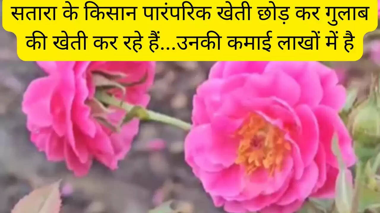सतारा के किसान पारंपरिक खेती छोड़ कर गुलाब की खेती कर रहे हैं...उनकी कमाई लाखों में है