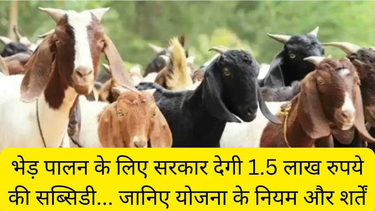 भेड़ पालन के लिए सरकार देगी 1.5 लाख रुपये की सब्सिडी... जानिए योजना के नियम और शर्तें