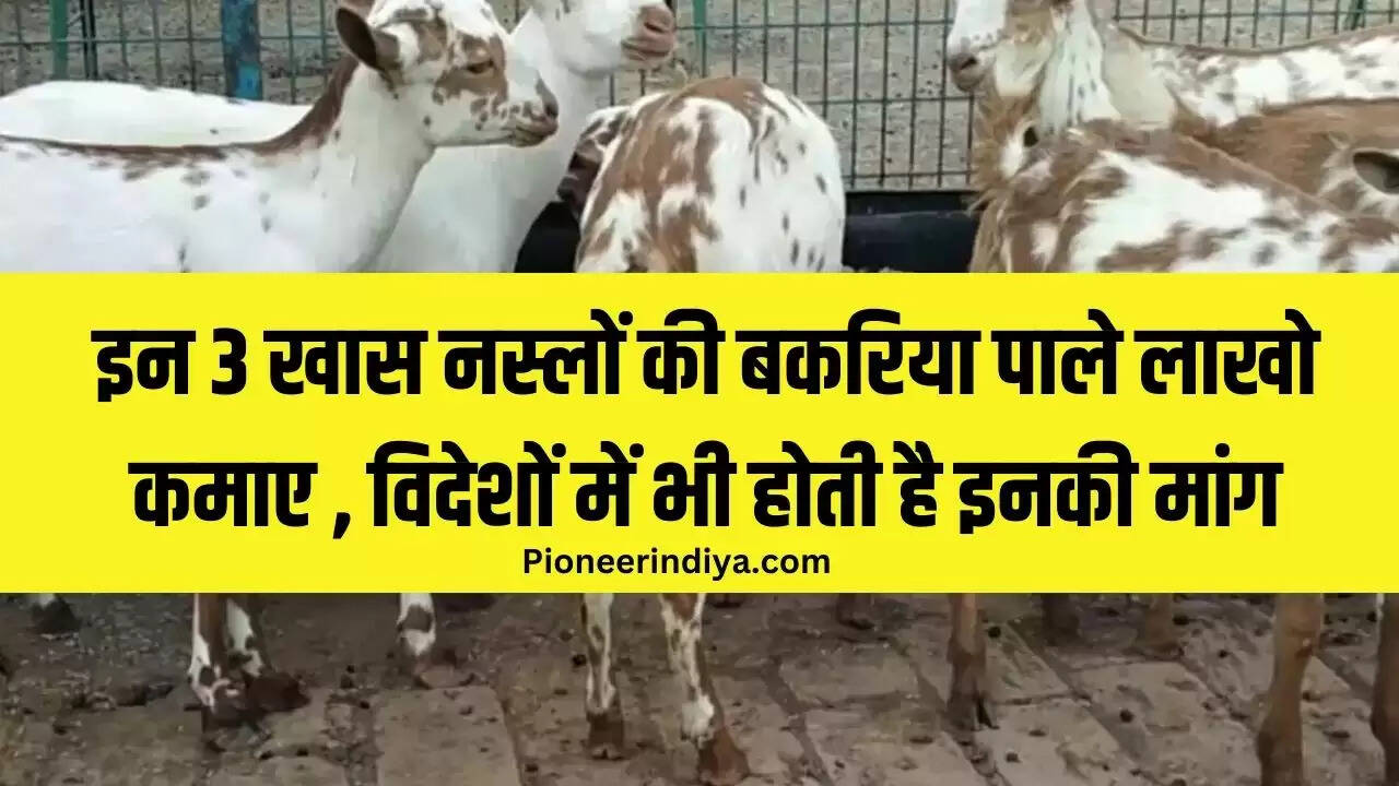 इन 3 खास नस्लों की बकरिया पाले लाखो कमाए , विदेशों में भी होती है इनकी मांग