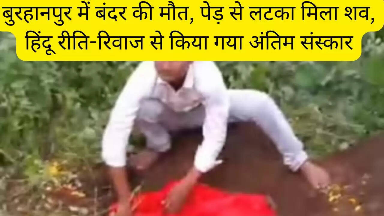 बुरहानपुर में बंदर की मौत, पेड़ से लटका मिला शव, हिंदू रीति-रिवाज से किया गया अंतिम संस्कार