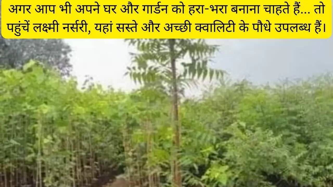 अगर आप भी अपने घर और गार्डन को हरा-भरा बनाना चाहते हैं... तो पहुंचें लक्ष्मी नर्सरी, यहां सस्ते और अच्छी क्वालिटी के पौधे उपलब्ध हैं।