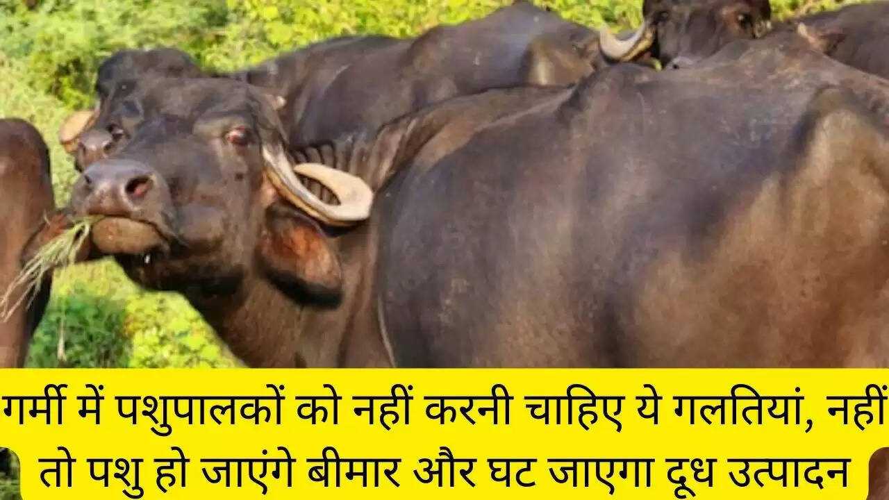 गर्मी में पशुपालकों को नहीं करनी चाहिए ये गलतियां, नहीं तो पशु हो जाएंगे बीमार और घट जाएगा दूध उत्पादन