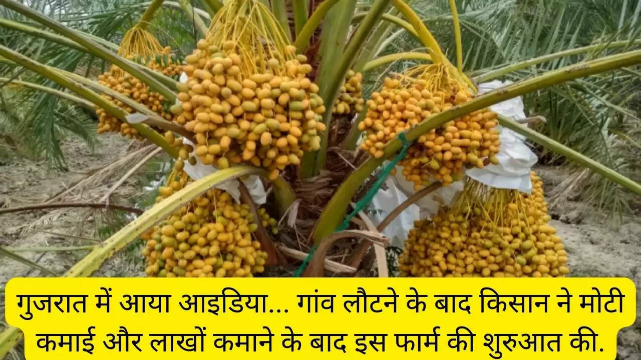 गुजरात में आया आइडिया... गांव लौटने के बाद किसान ने मोटी कमाई और लाखों कमाने के बाद इस फार्म की शुरुआत की.