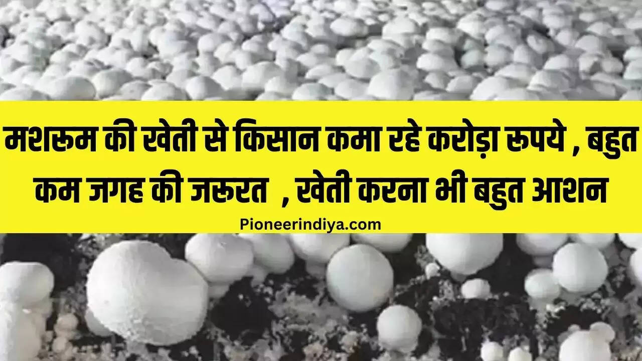 मशरूम की खेती से किसान कमा रहे करोड़ा रूपये , बहुत कम समय में होगी मोटी कमाई