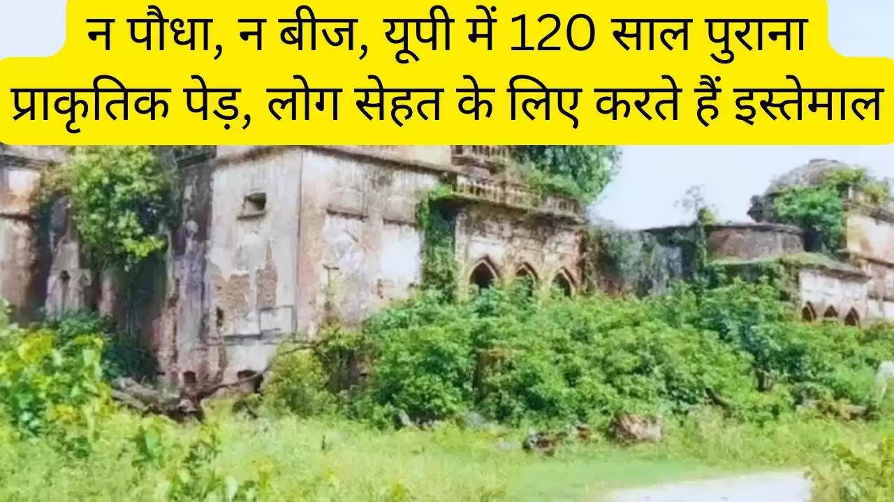 न पौधा, न बीज, यूपी में 120 साल पुराना प्राकृतिक पेड़, लोग सेहत के लिए करते हैं इस्तेमाल