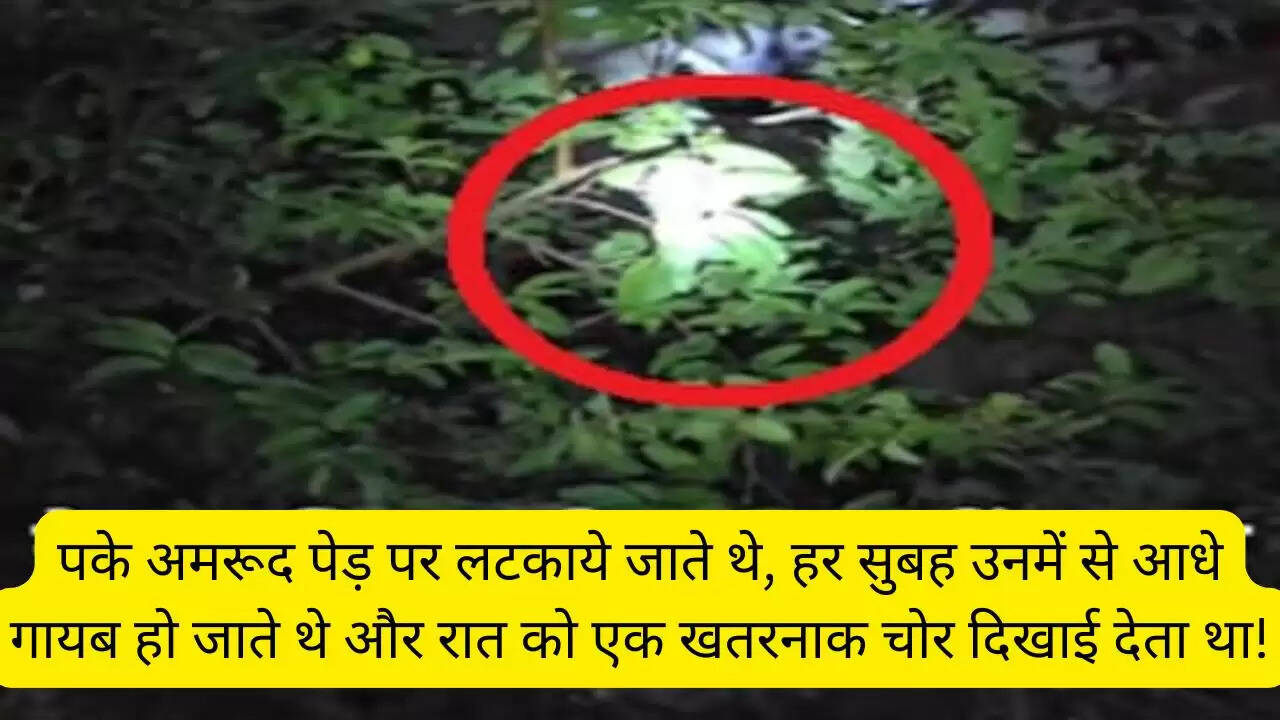 पके अमरूद पेड़ पर लटकाये जाते थे, हर सुबह उनमें से आधे गायब हो जाते थे और रात को एक खतरनाक चोर दिखाई देता था!