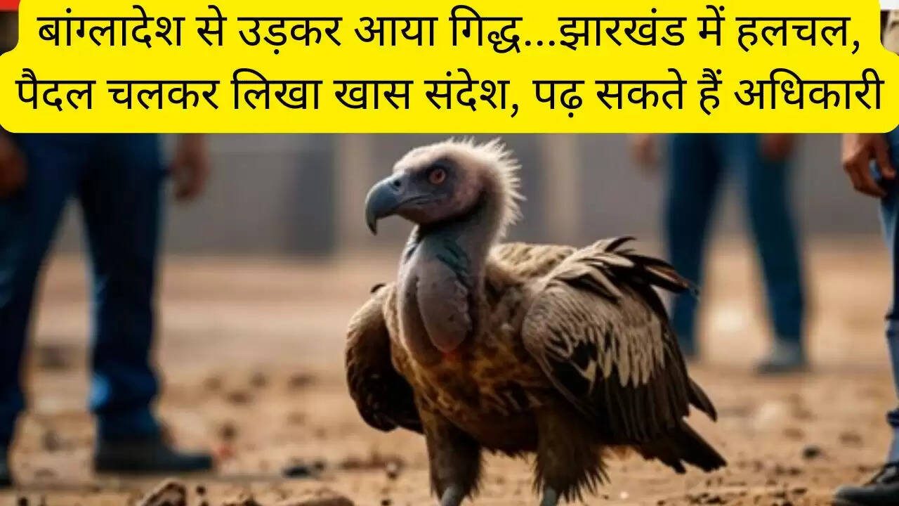 बांग्लादेश से उड़कर आया गिद्ध...झारखंड में हलचल, पैदल चलकर लिखा खास संदेश, पढ़ सकते हैं अधिकारी